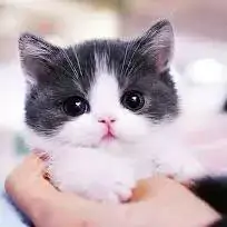 new cat dp for whatsapp